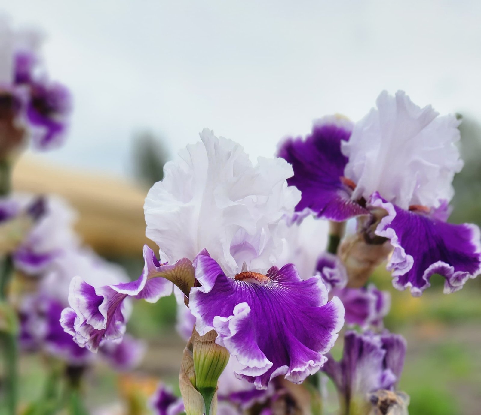 lirios iris germanica