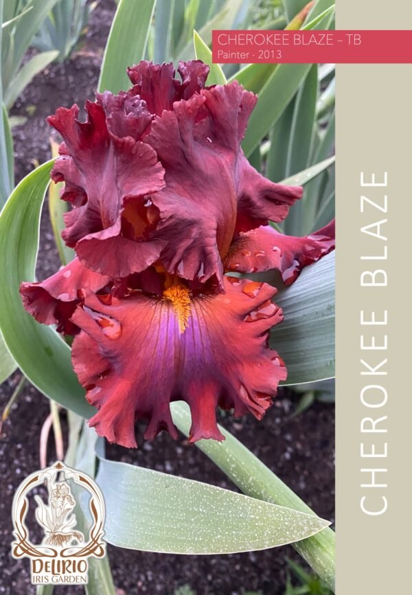 Cherokee Blaze