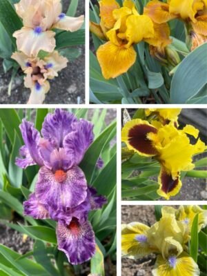 Colección 5 lirios enanos