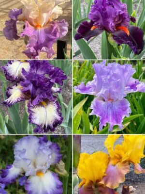 Colección 6 lirios altos III