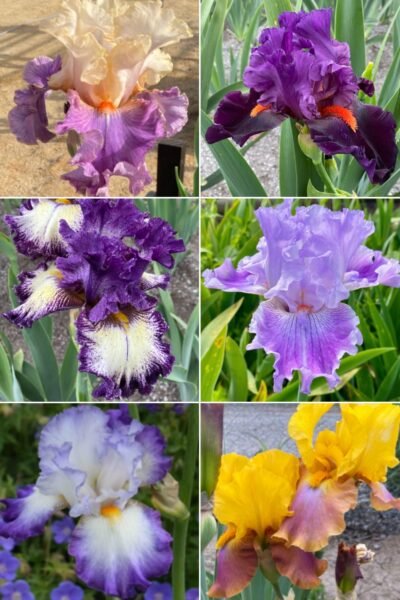 Colección 6 lirios altos III