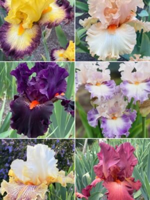 Colección 6 lirios altos IV