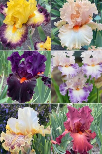 Colección 6 lirios altos IV