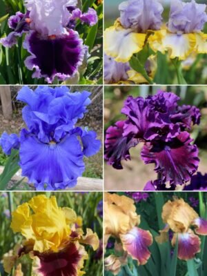 Colección 6 lirios altos V