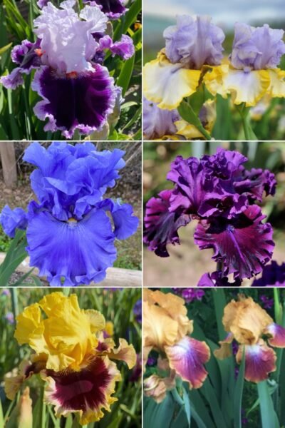 Colección 6 lirios altos V