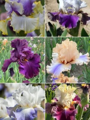 Colección 6 lirios altos VI