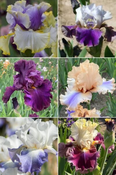 Colección 6 lirios altos VI