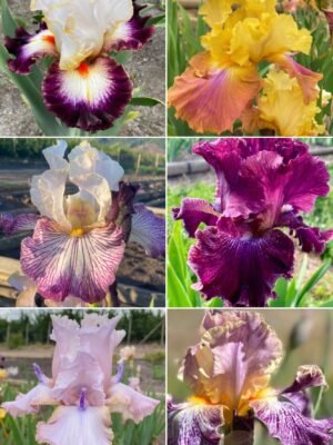 Colección 6 lirios altos VII