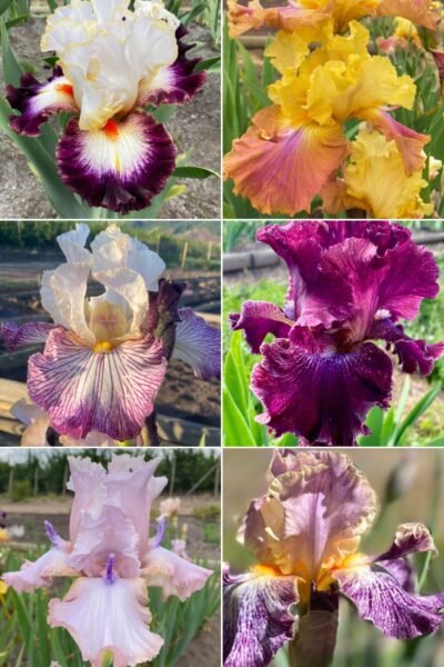 Colección 6 lirios altos VII