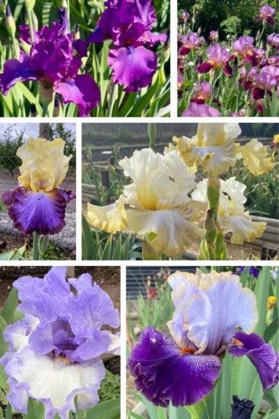 Colección 6 lirios altos I