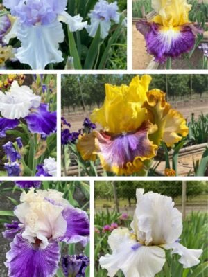 Colección 6 lirios altos II