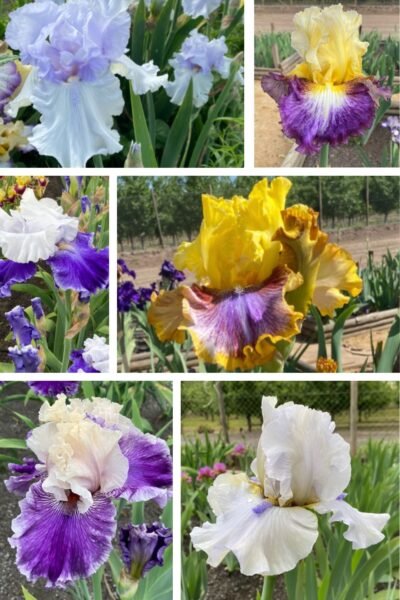 Colección 6 lirios altos II