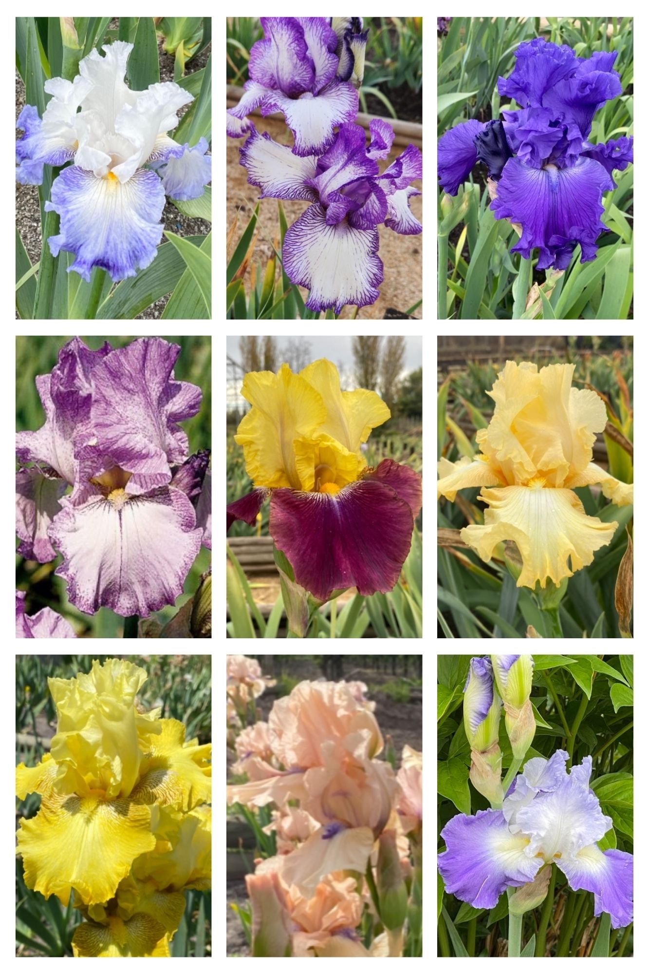 Colección 9 lirios Autumn