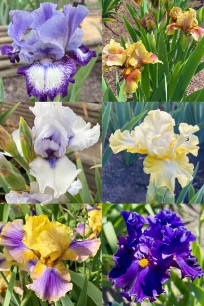 Colección 6 lirios intermedios