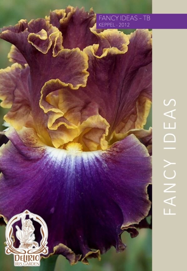 Fancy Ideas