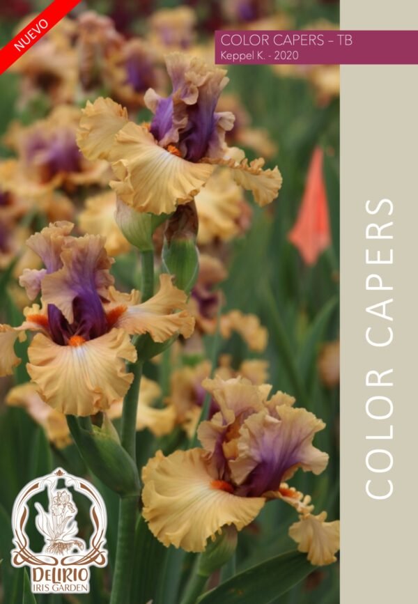 Colors Capers - Delirio Iris Garden