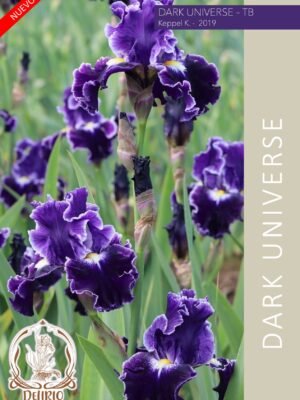 Dark Universe