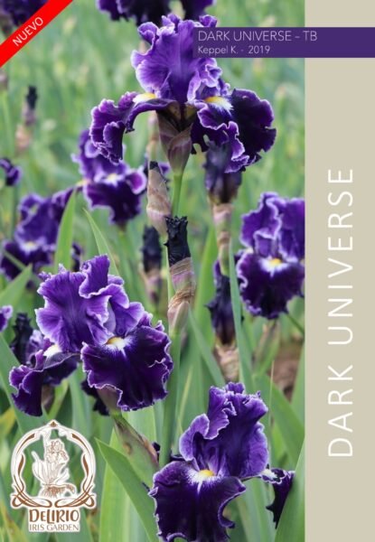 Dark Universe