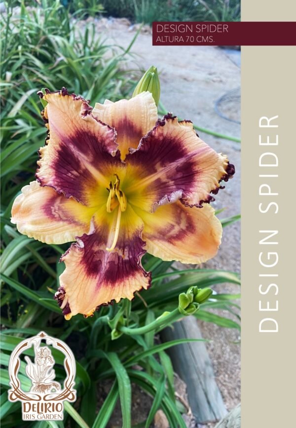 Design Spider