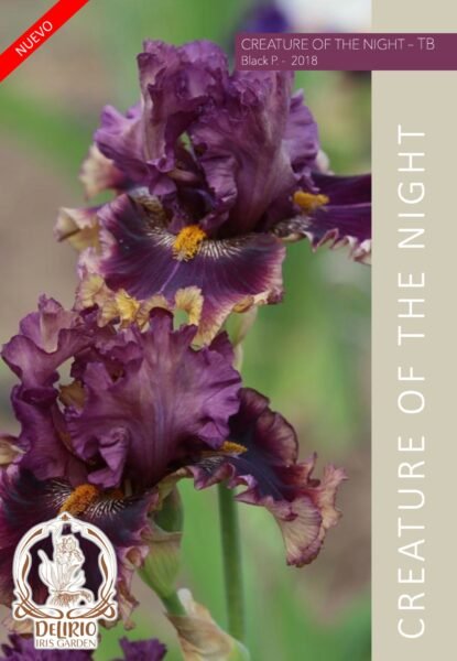 Creature Of The Night