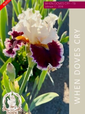 When Doves Cry