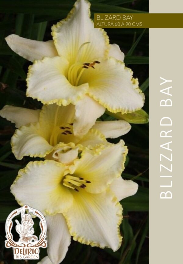 Blizzard bay