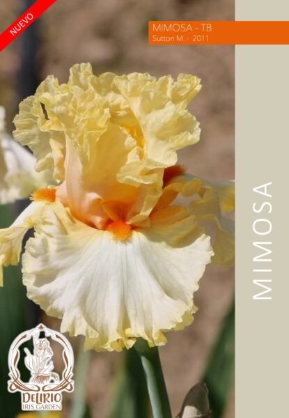 Mimosa