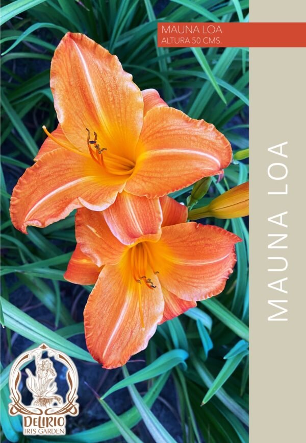 Mauna Loa