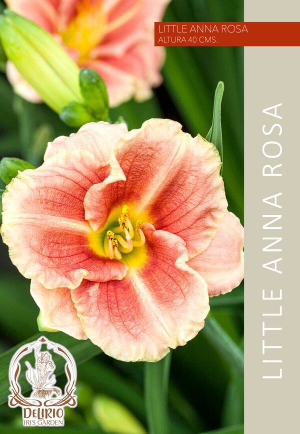 Little Anna Rosa