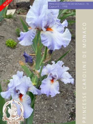 Princesse Caroline De Monaco