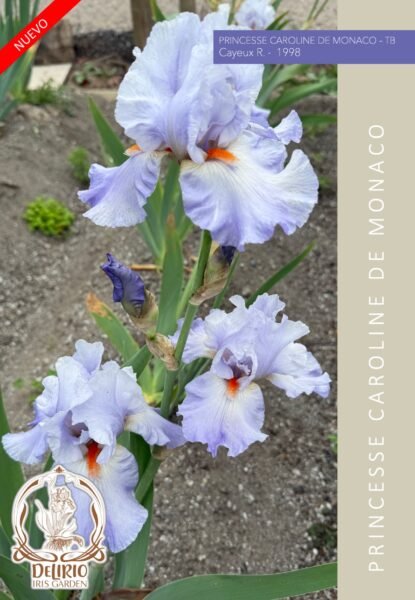 Princesse Caroline De Monaco