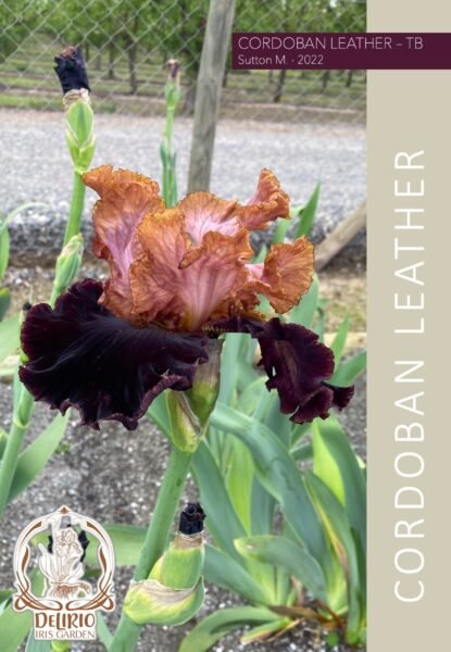 Cordoban Leather