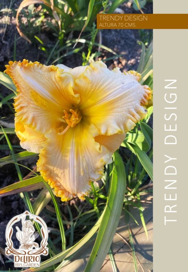 Trendy Design