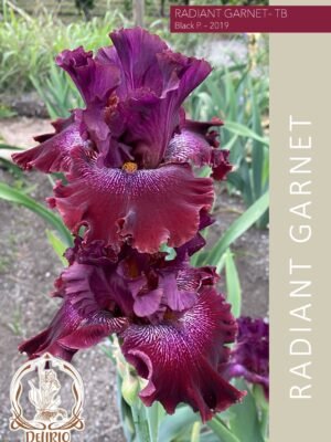 Radiant Garnet