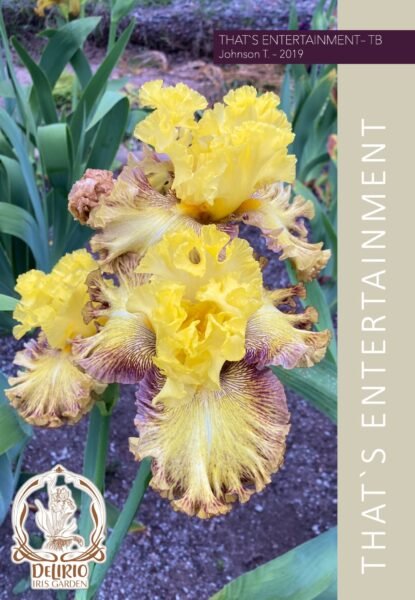 That's Entertainment