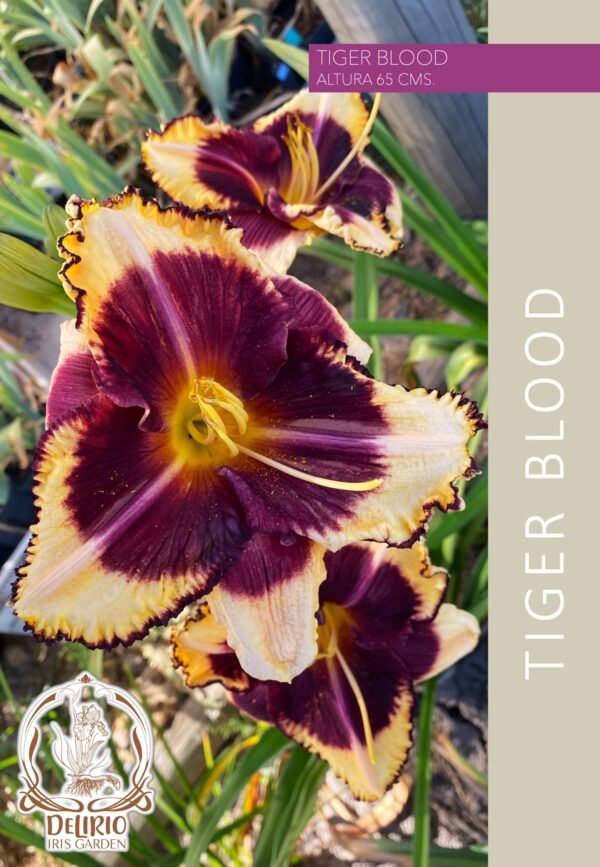 Tiger Blood
