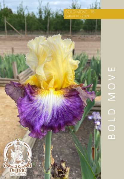 Bold Move