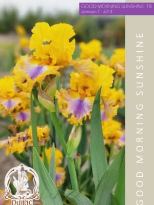 Good Morning Sunshine