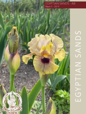 Egyptian Sands