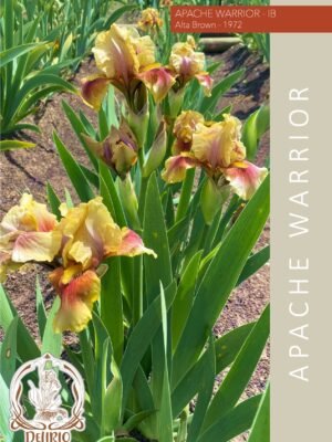 Apache Warrior