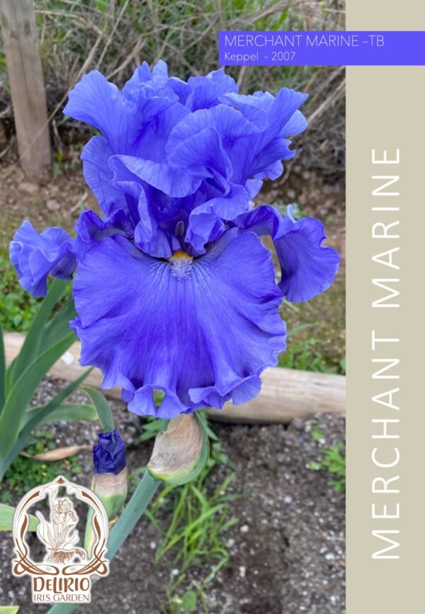 Merchant Marine