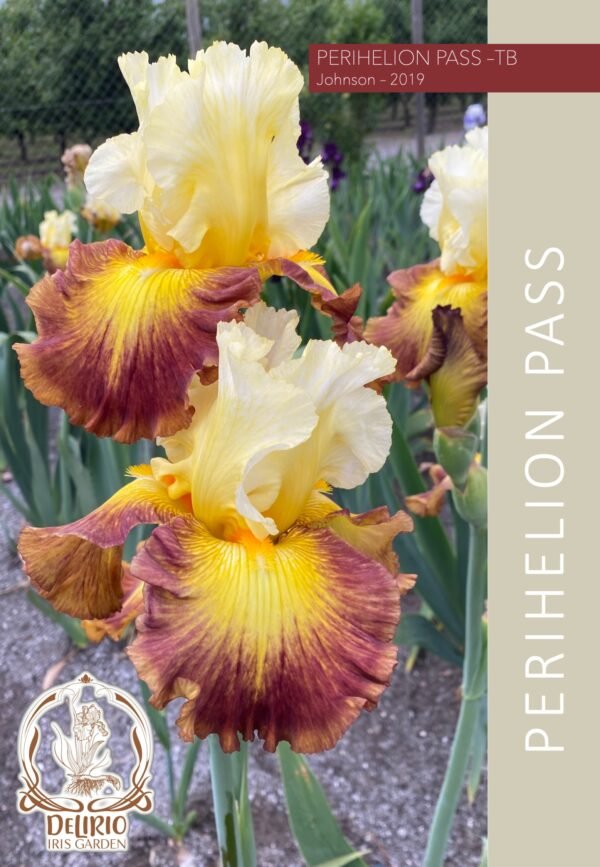 Perihelion Pass