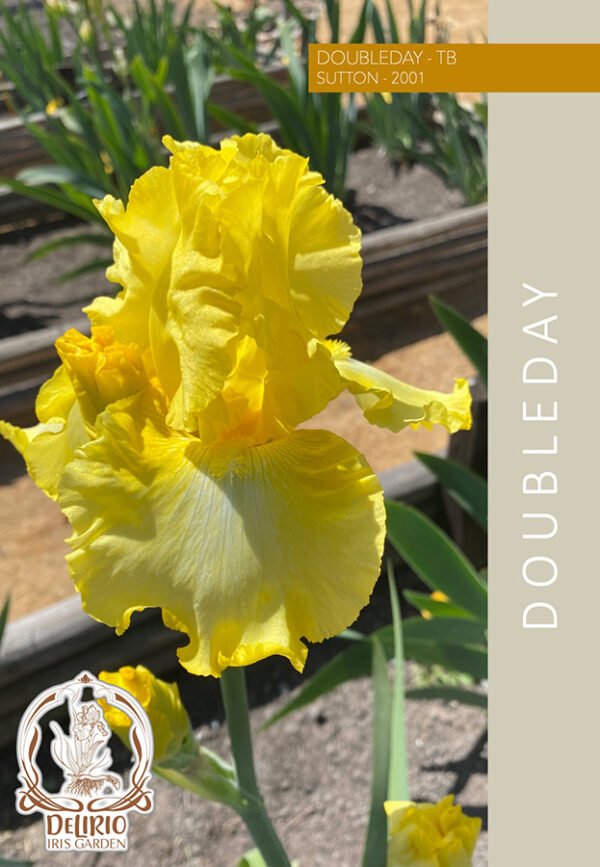 Doubleday