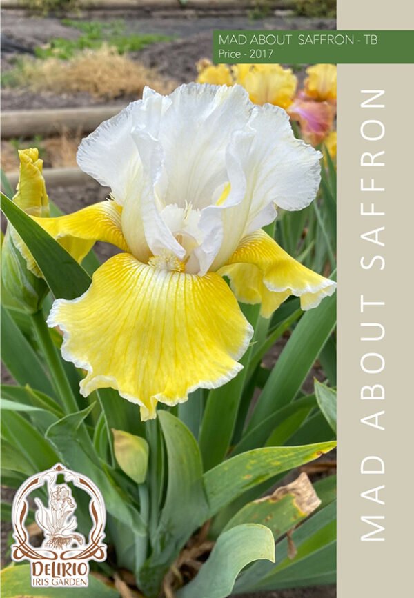 Mad About Saffron