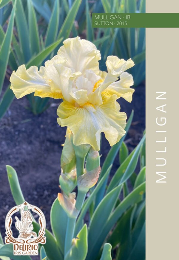 Mulligan