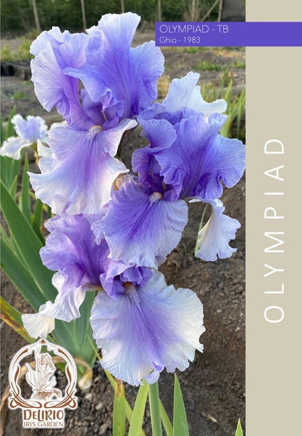 Olympiad