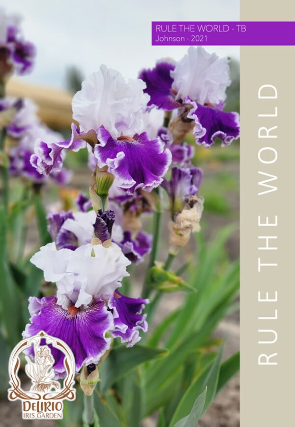 Rule The World