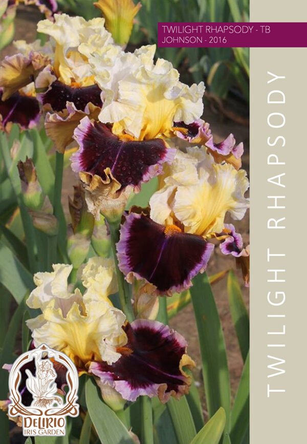 Twilight Rhapsody